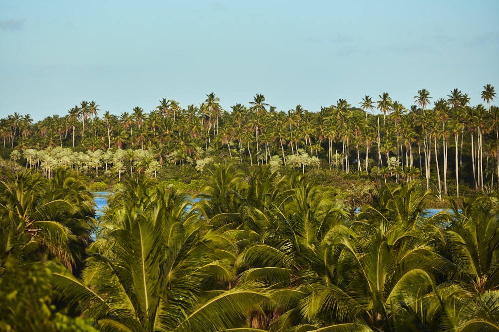 Terra Manglar niño image