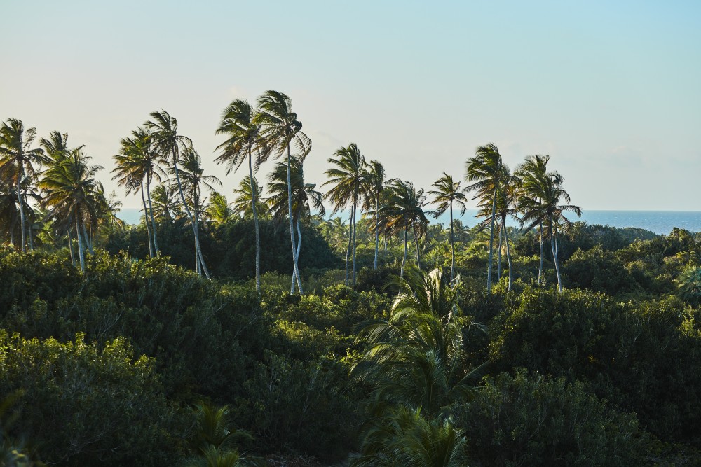 Terra Manglar verde image